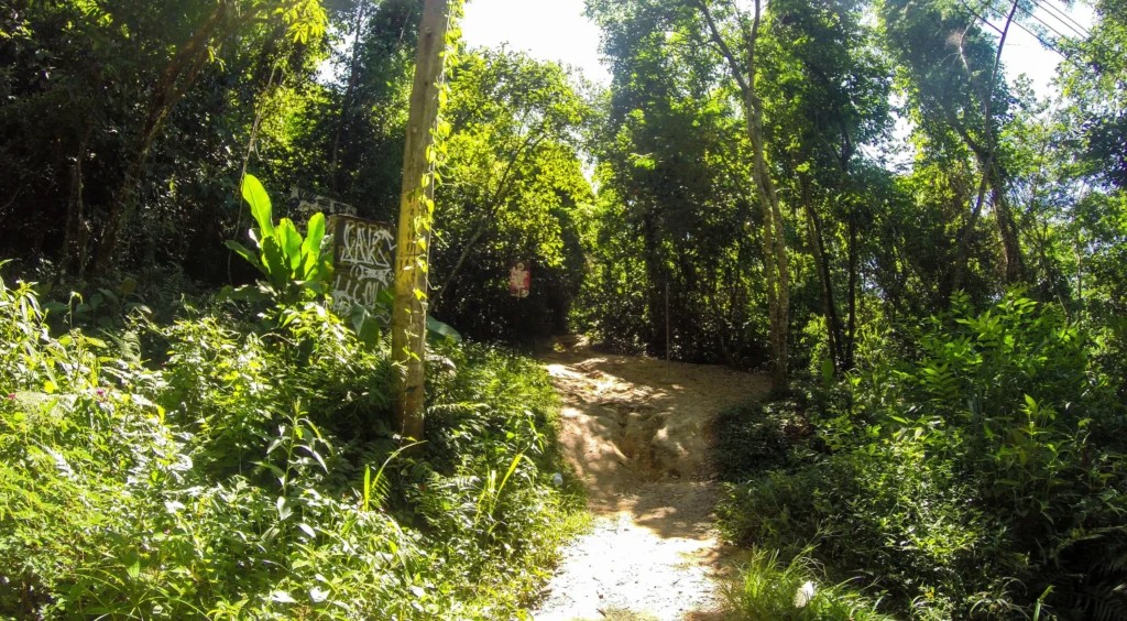 trajeto da trilha, mostrando o terreno irregular, com grandes raízes de árvores formando degraus naturais